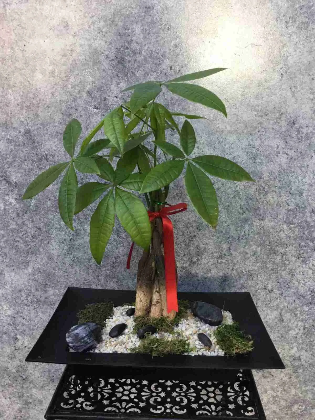Money Tree