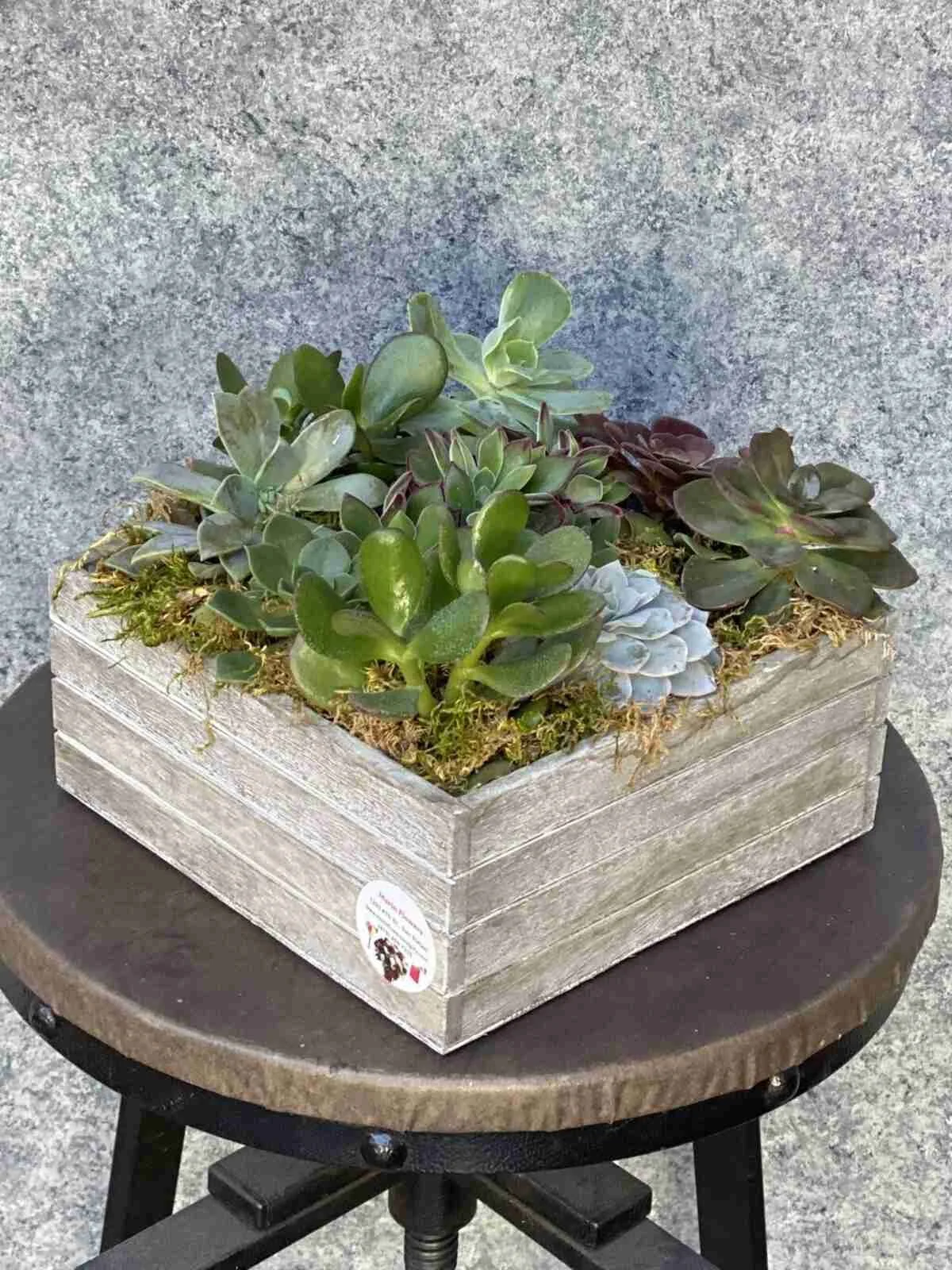 succulent (9).jpg