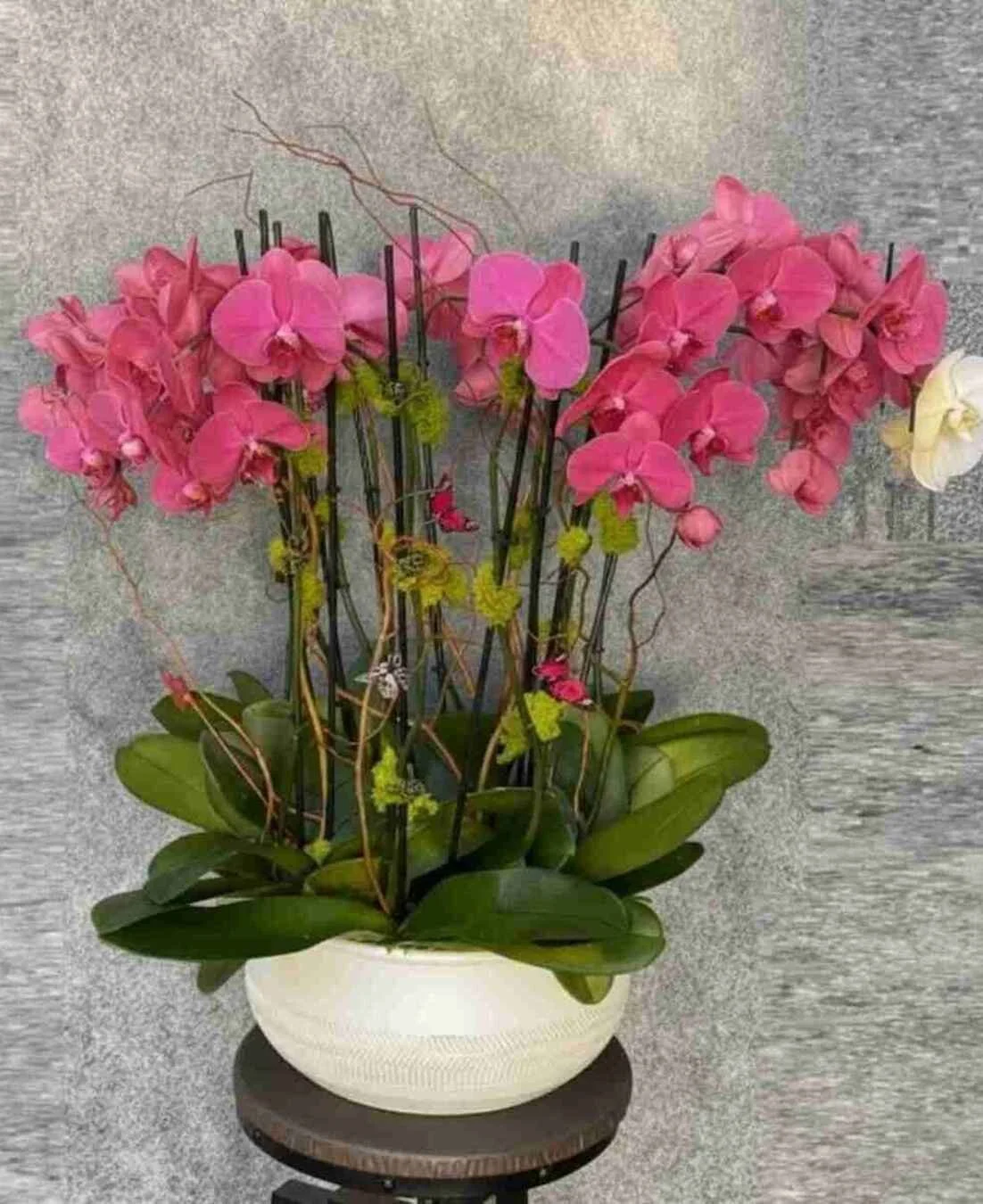 orchid-plant_25_1_optimized_1_optimized.jpeg