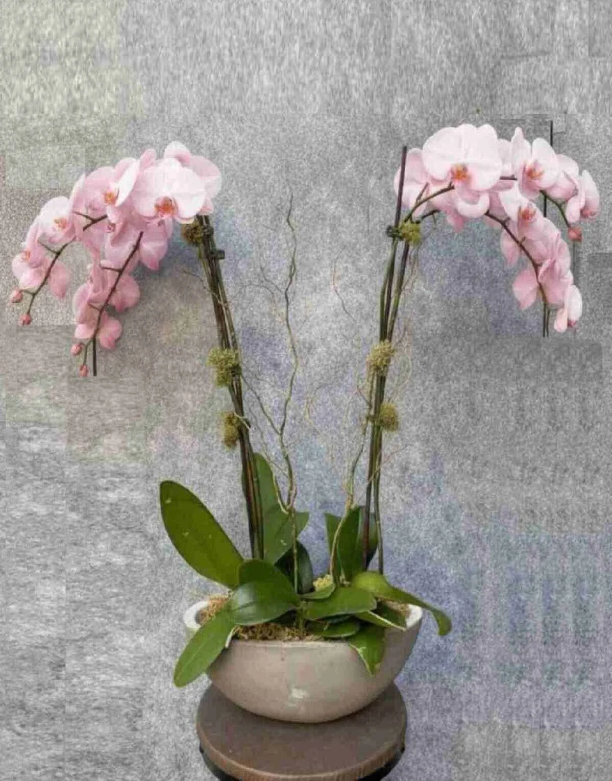 orchid-plant_29_2_optimized_2_optimized.jpeg
