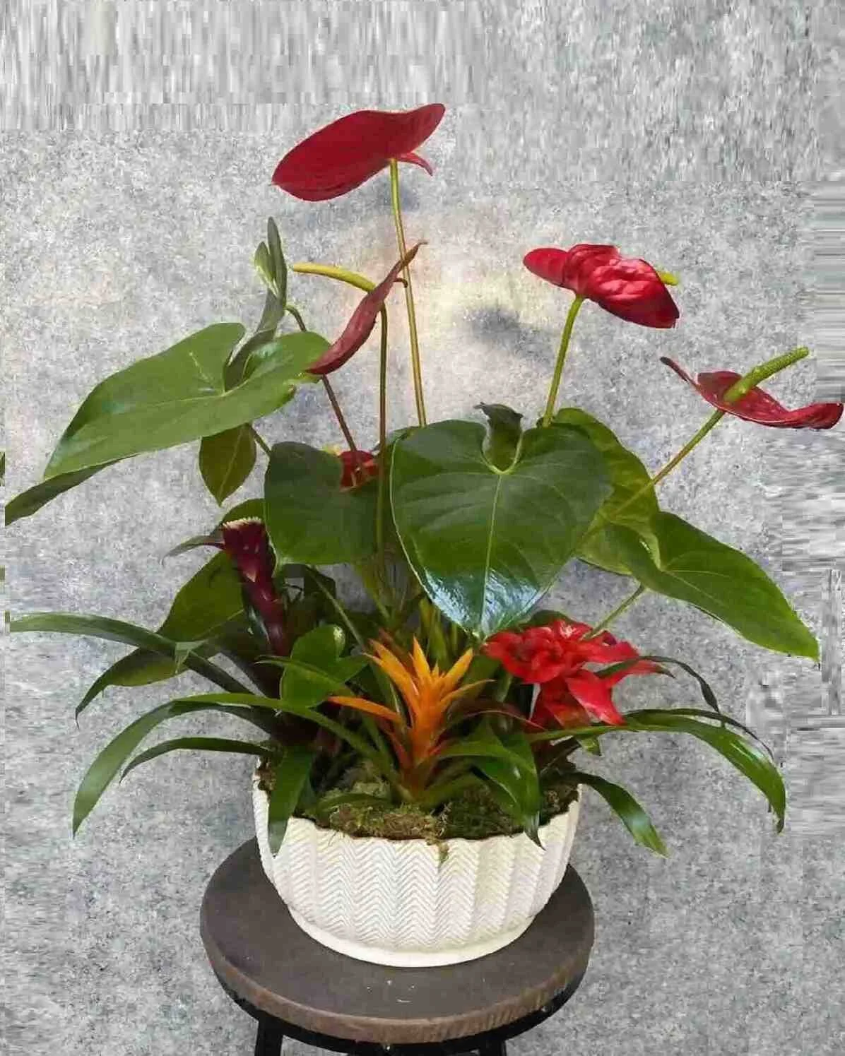 Tropically garden plant