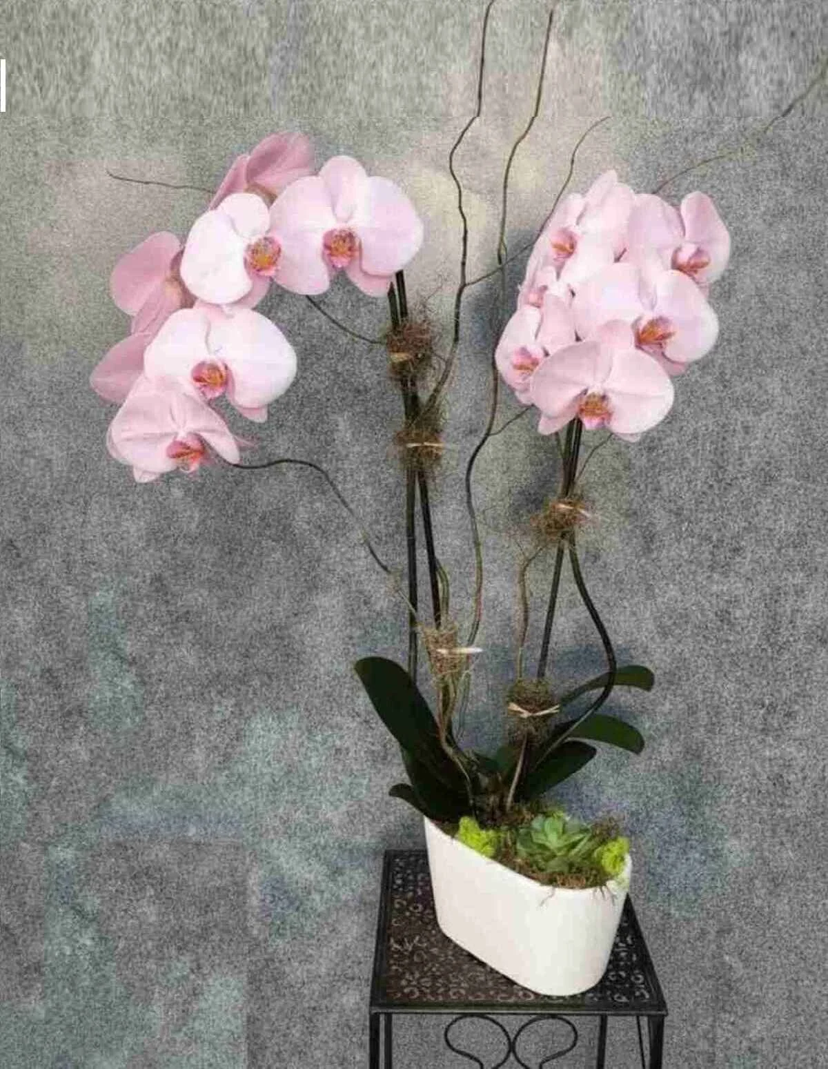 orchid-plant_16_optimized_2_optimized.jpeg