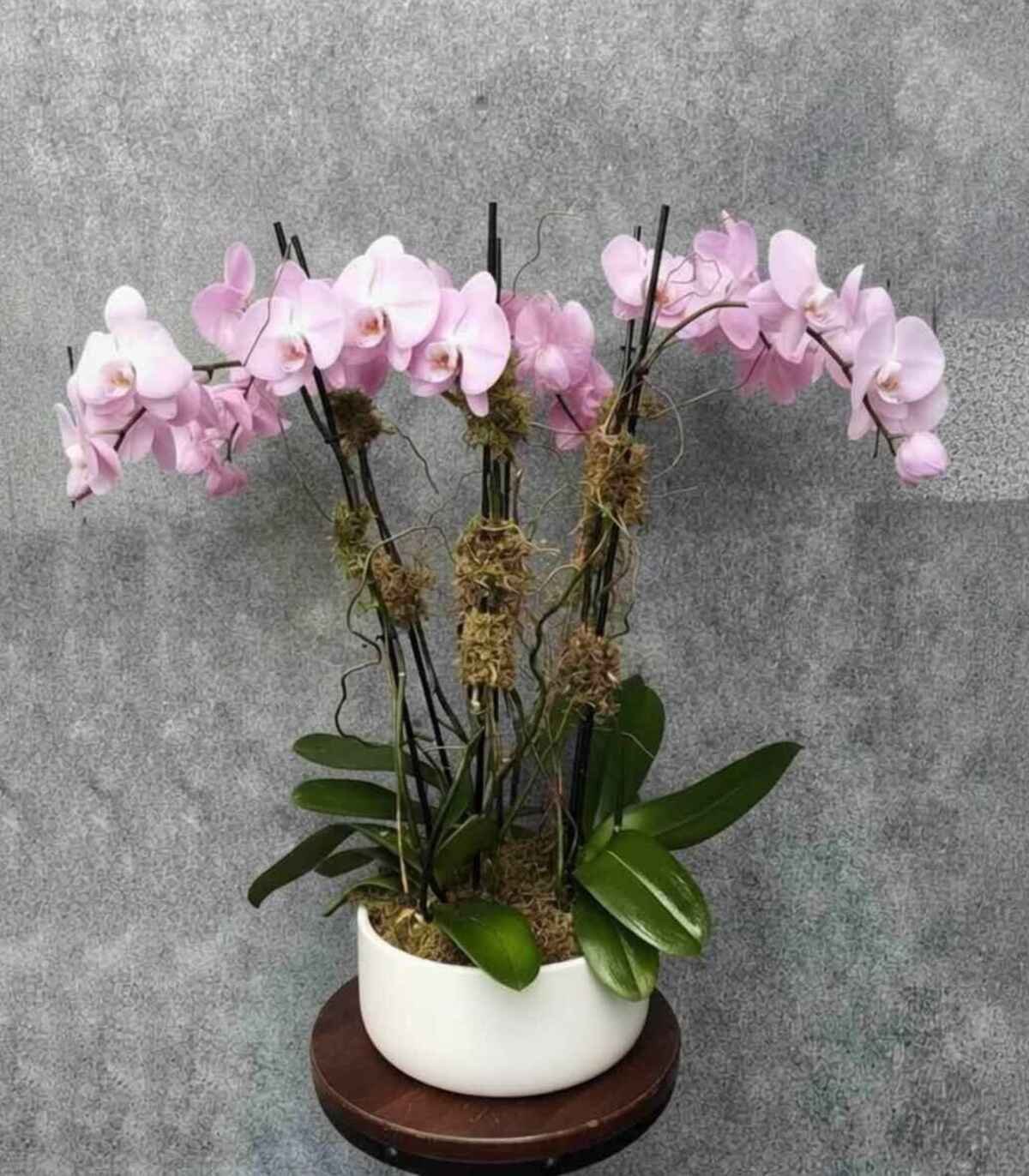 luxury_orchid_St_sized_2_optimized.jpg