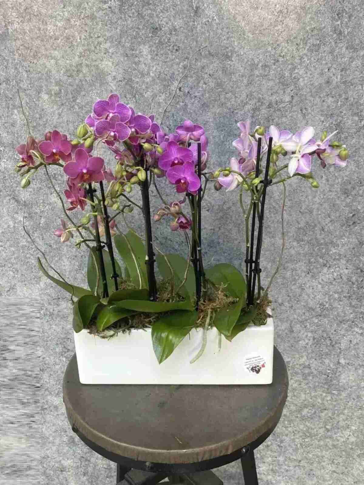 Mini Orchid Collection