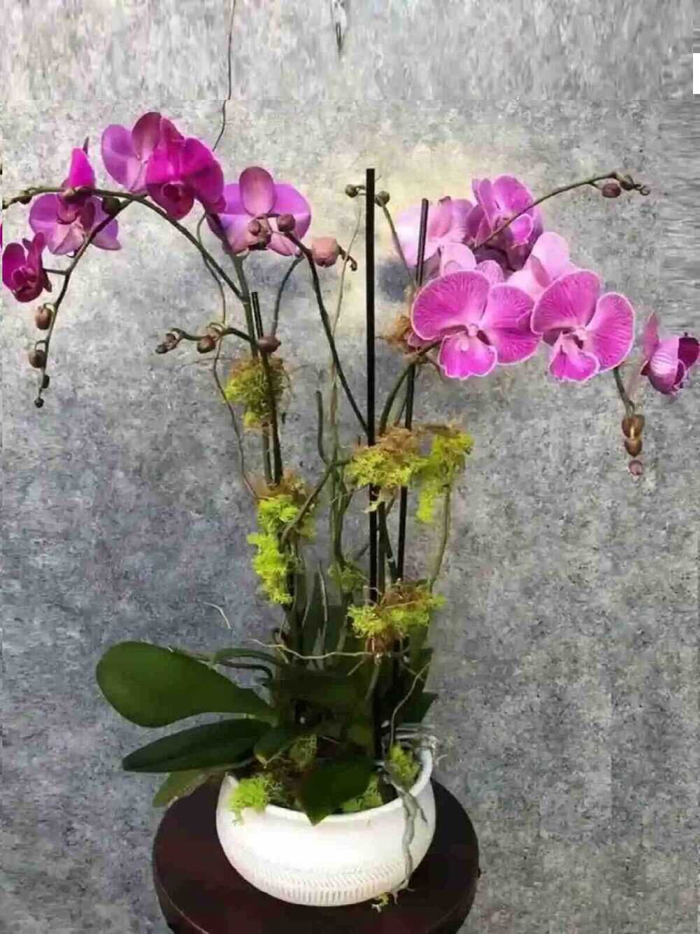 Majestically Orchids