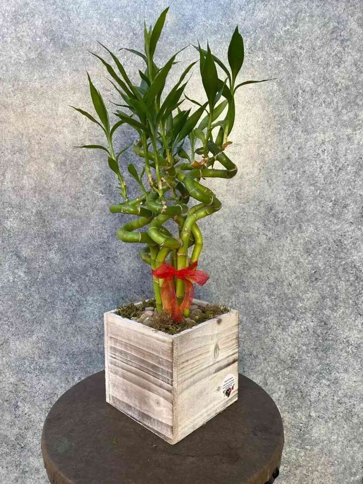 Lucky Bamboo