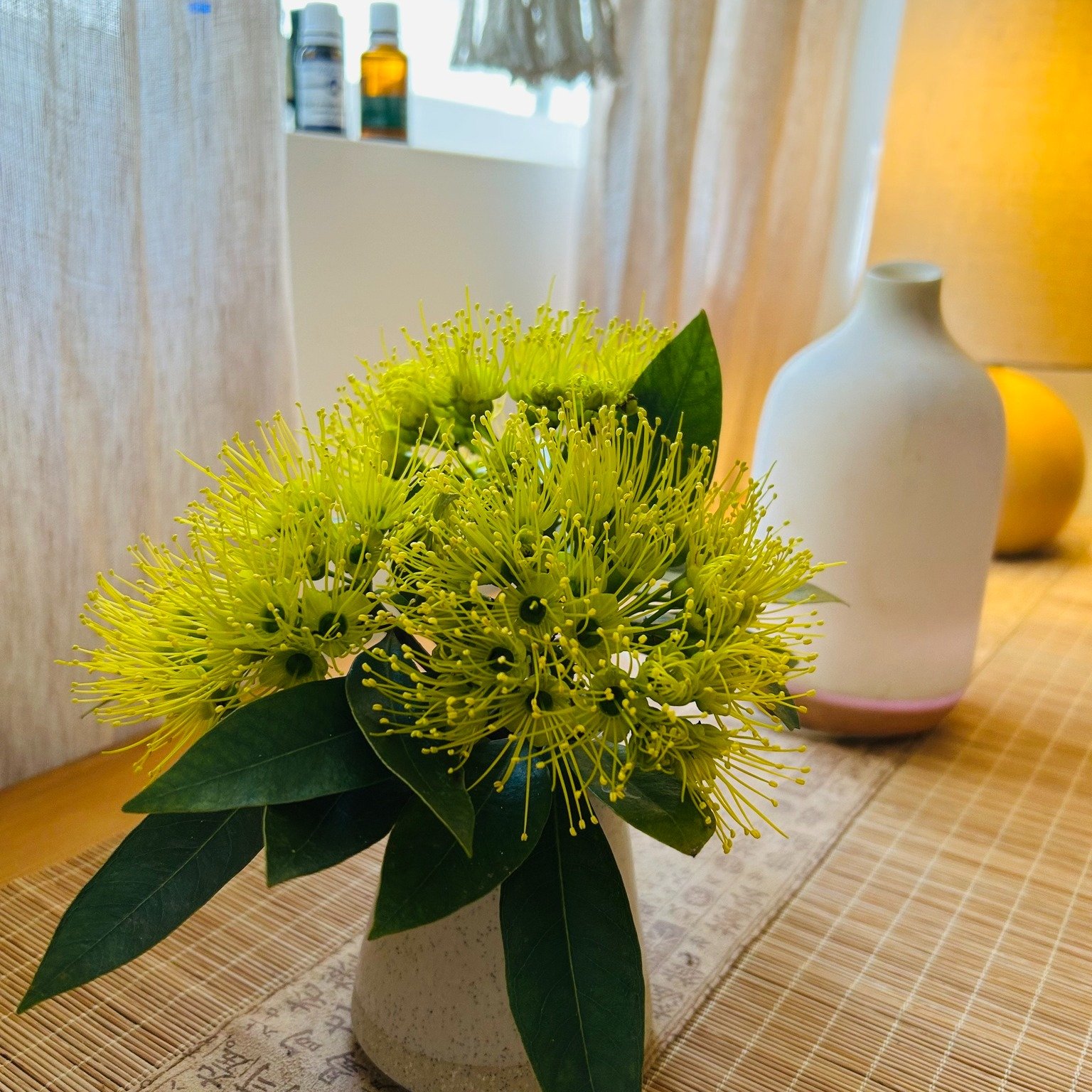 Beautiful sunny day so I brought a little bit of bright sunshine into the clinic.  It is a native tree called Golden Penda and the parrots are going crazy over it.  Isn't life wonderful!!