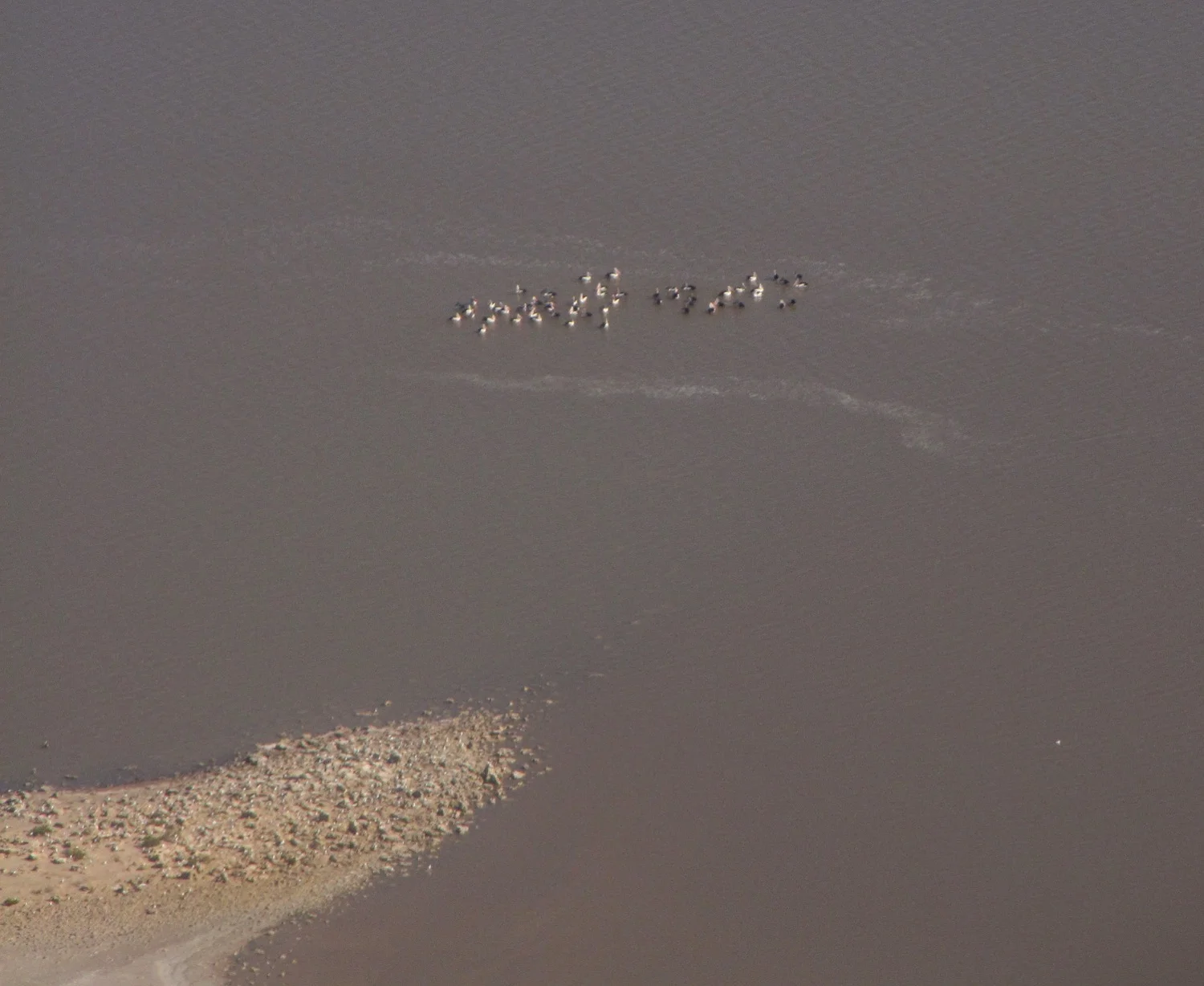 Lake Eyre birds.jpg