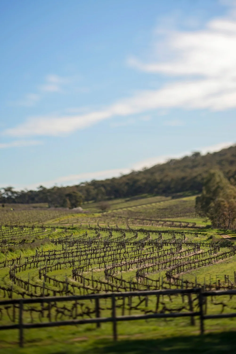 Clare Valley vineyards. Image credit: John Montesi, South Australian Tourism Commission