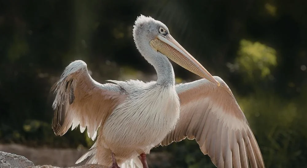 pelicans at lake eyre