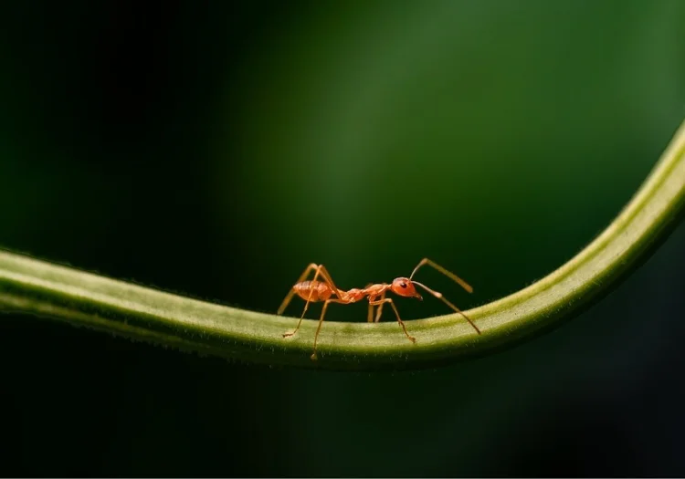 Brine shrimp swarm in salt lake