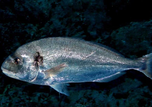 Golden Perch swimming in Australian waters