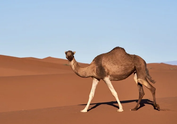 Feral camel in Australian outback