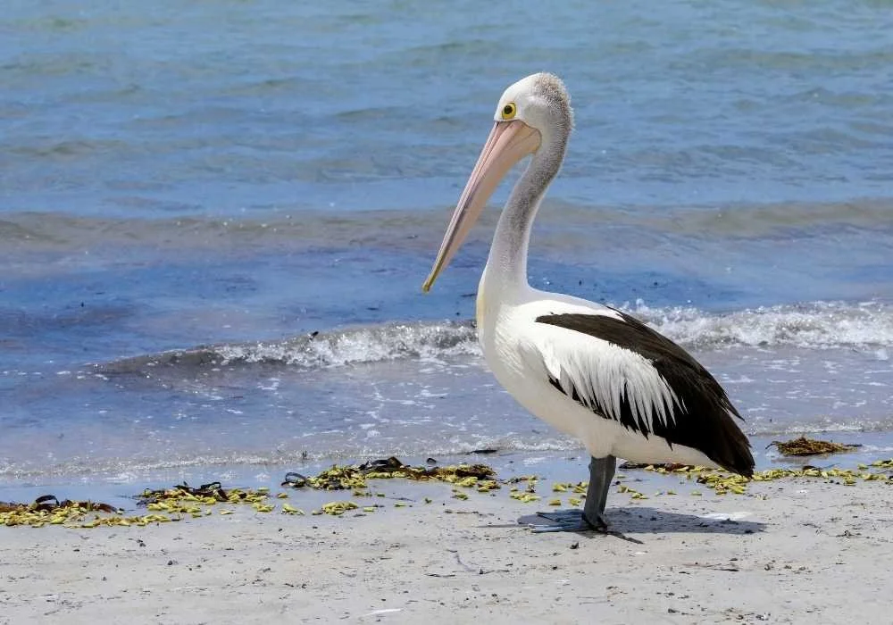 Australian Pelican colony at Lake Eyre
