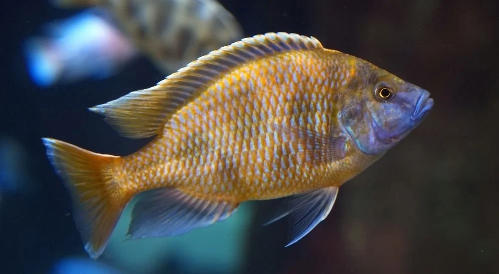 golden perch and more fishes in lake eyre