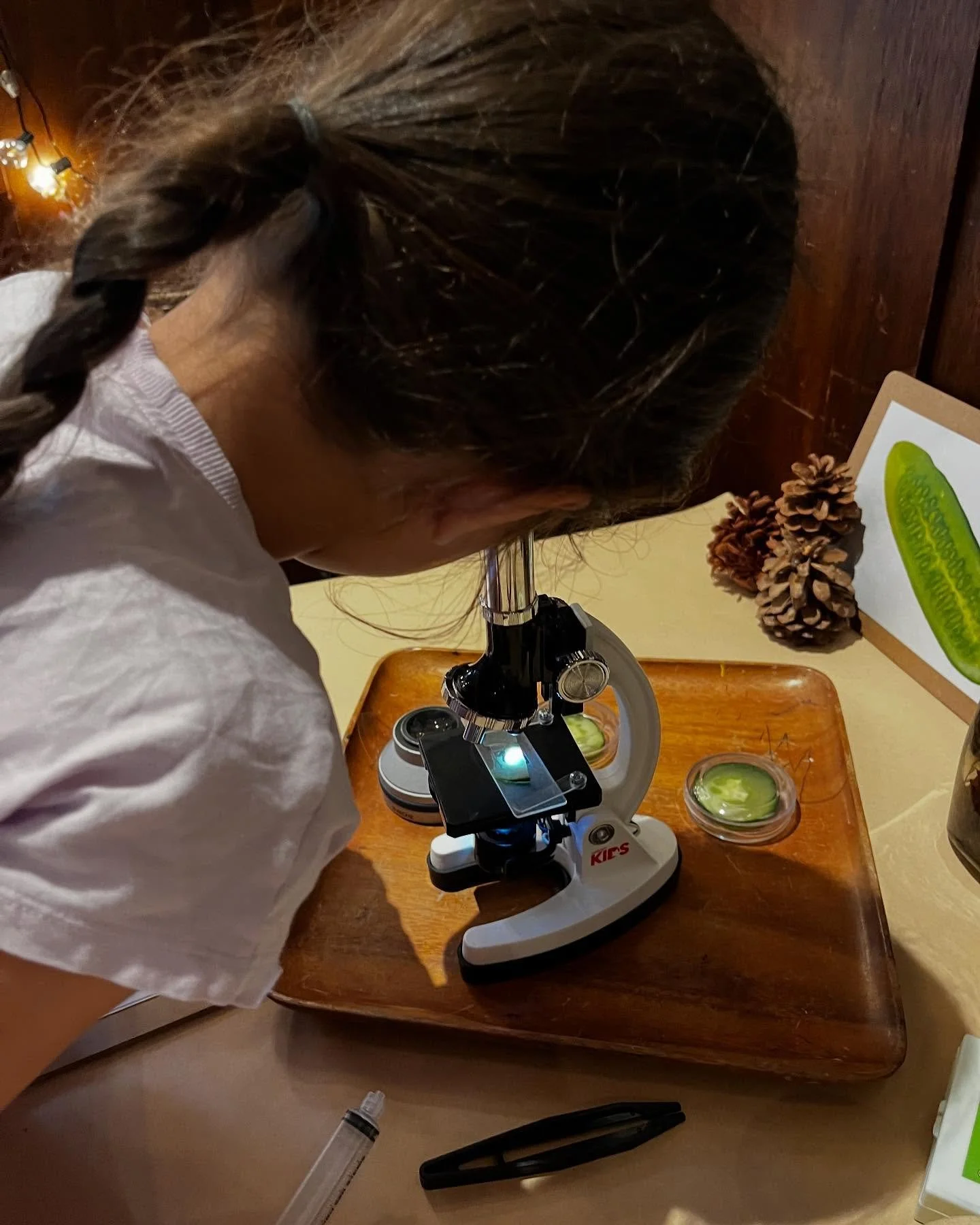 Healthy Eating Project unfolding in @ashgrove_kindergarten 🌱 

Cucumber Provocation 🥒 
.
.
.
#cucumber #exploration #ashgrovehouse #bowereducation #reggioinspired