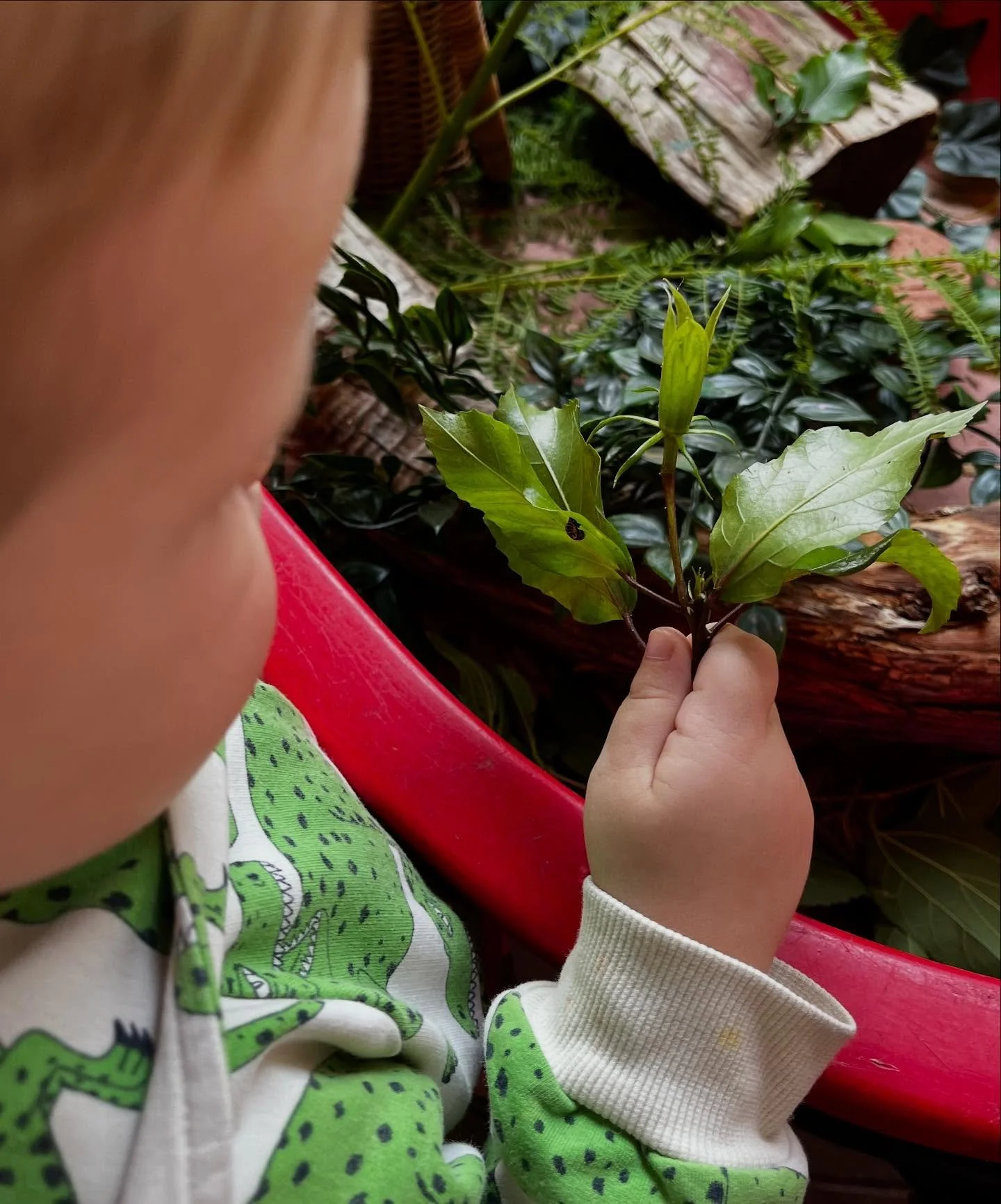 Our beautiful hibiscus tree is covered in ladybugs 🐞 We have been gently observing them grow and find their wings 🌿 
.
.
.
#ladybugs #learningfromnature #ashgrovehouse #bowereducation