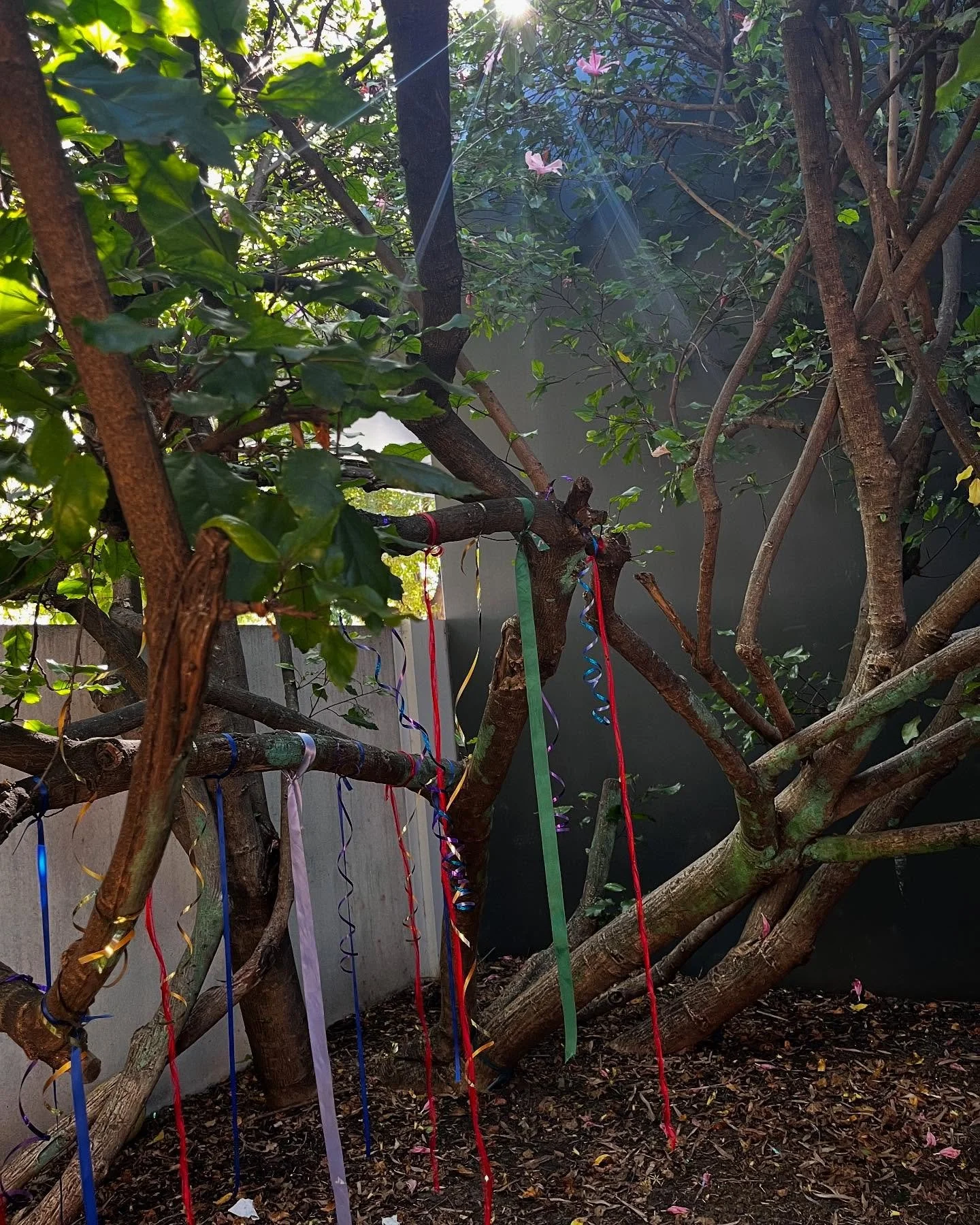 Happy Earth Day 🌏🤎 
The environment is said to be the third teacher in Reggio Philosophy. 

How lucky are we to spend most of our days in beautiful outdoor spaces. Connecting to nature and learning to nurture the world around us 🌱
.
.
.
#earthday 