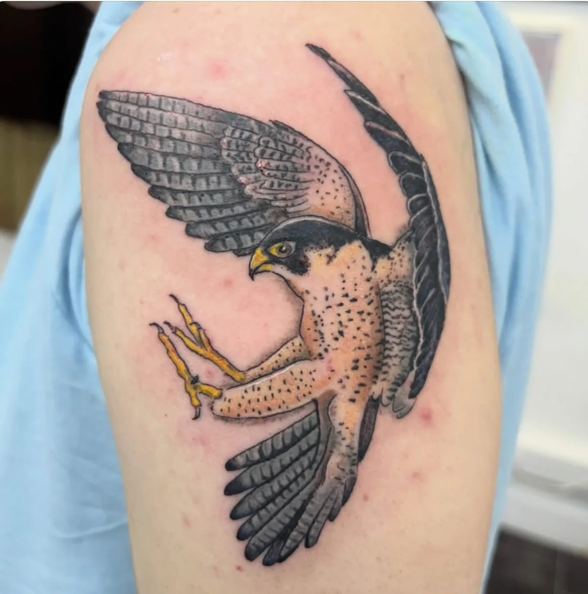 Awesome peregrine falcon recently tattooed by @mykindofinking 
Like what you see? Drop David a message directly and get booked in for something cool!

#folkestonetattoo#falcon#uktattooartists#folkestone#tattooist
