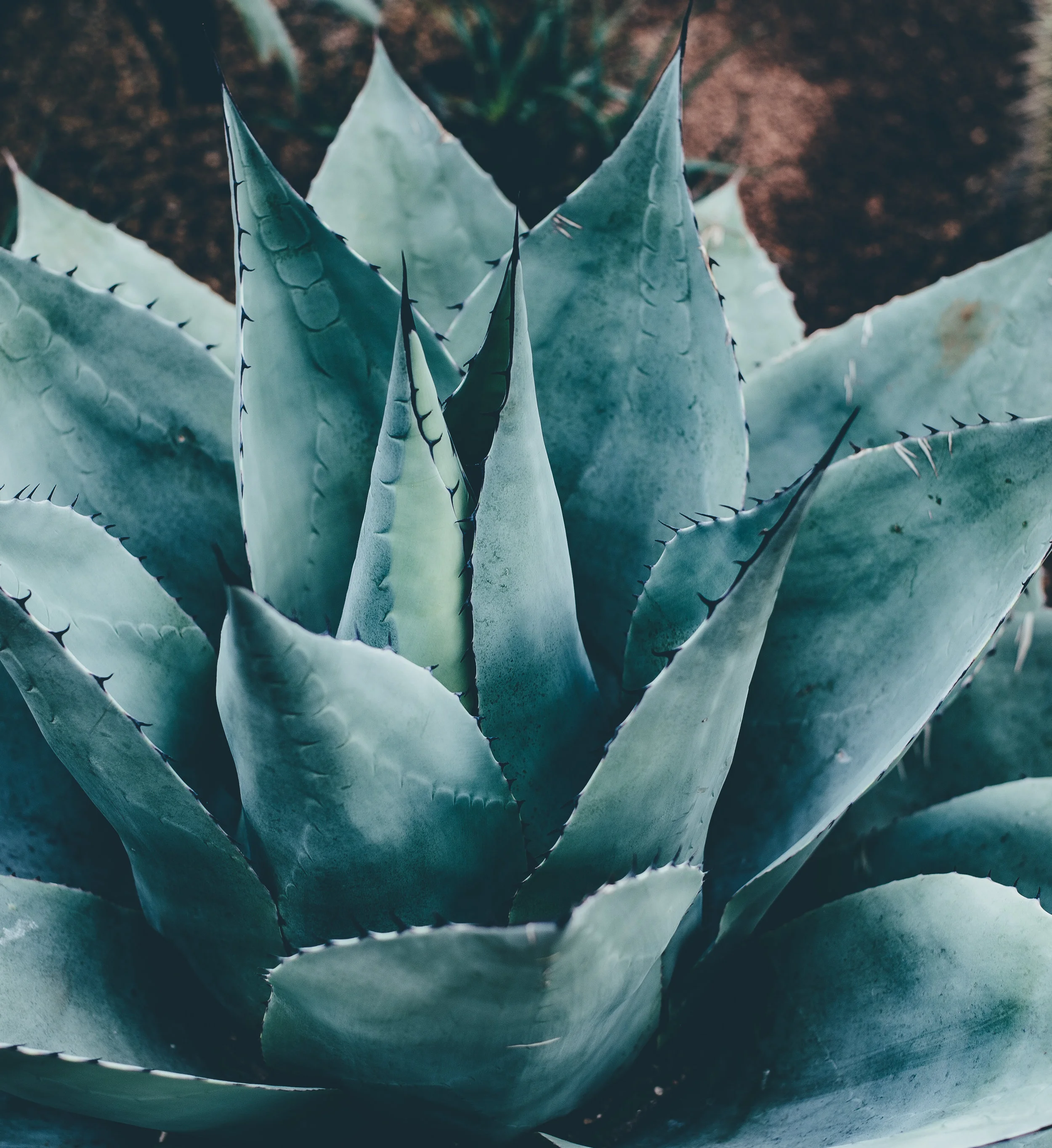 Create an aloe-based sanitizer