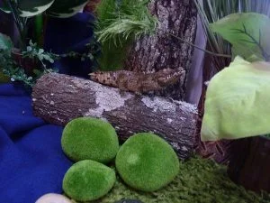 jungle4-1-300x225.jpg