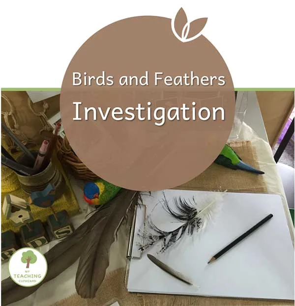 Birds and Feathers Investigation  
