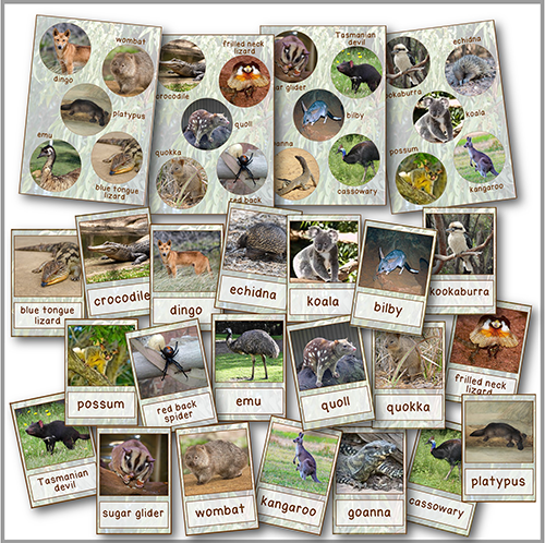 Australian Animals Display Posters and Vocabulary Cards — My Teaching  Cupboard