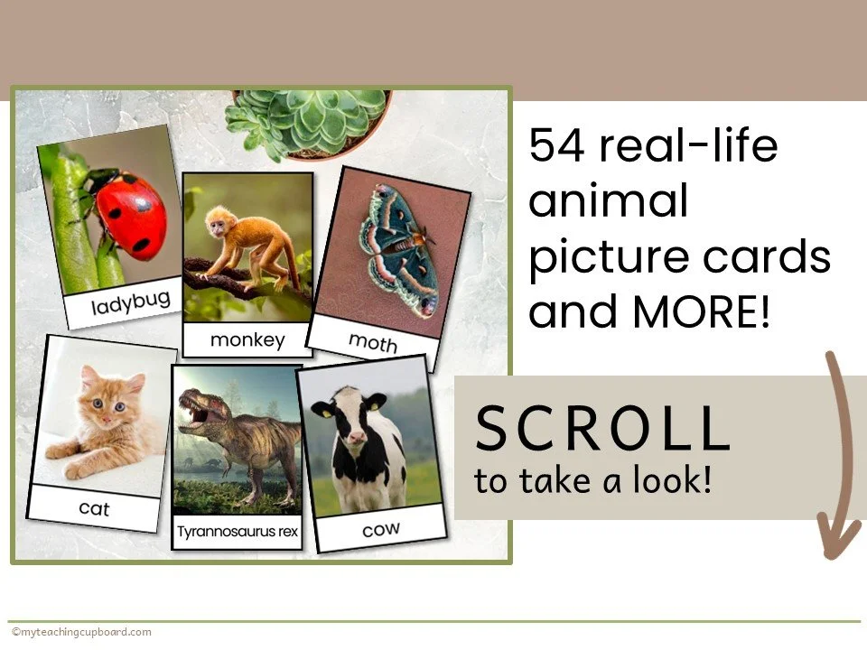 animal-vocabulary-cards.JPG