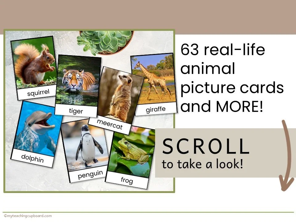 animal-flashcards.JPG