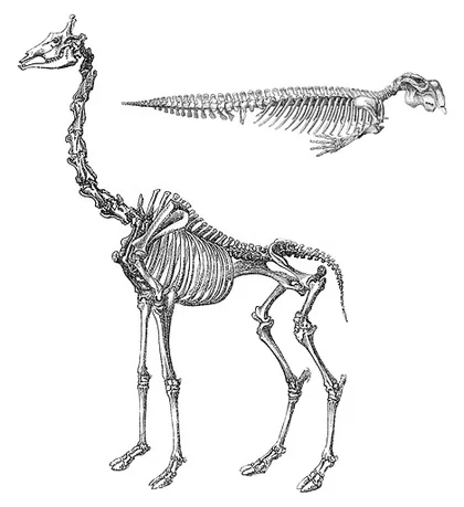 Bottom left: giraffe; top right: dugong. Drawings from Owen (1866).