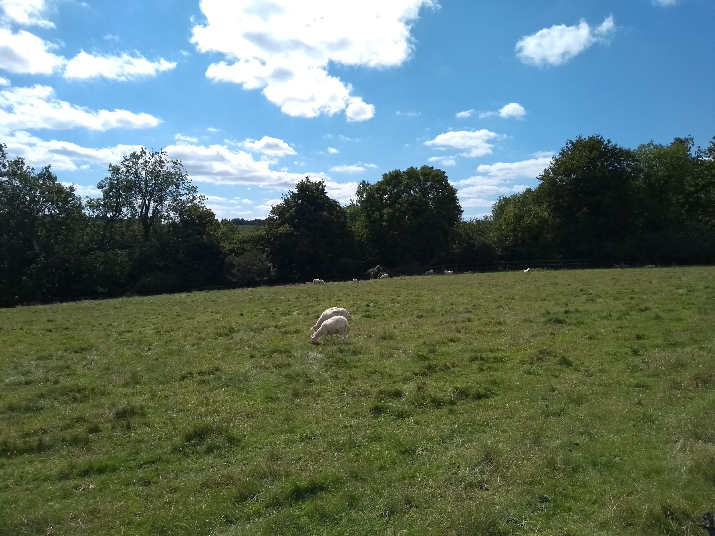 Short Wednesday walk - Monkton Combe