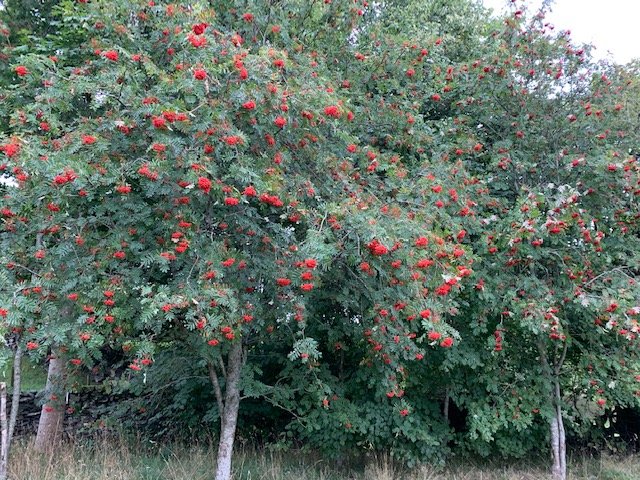 Wednesday walk - Warleigh Wood & Monkton Farleigh