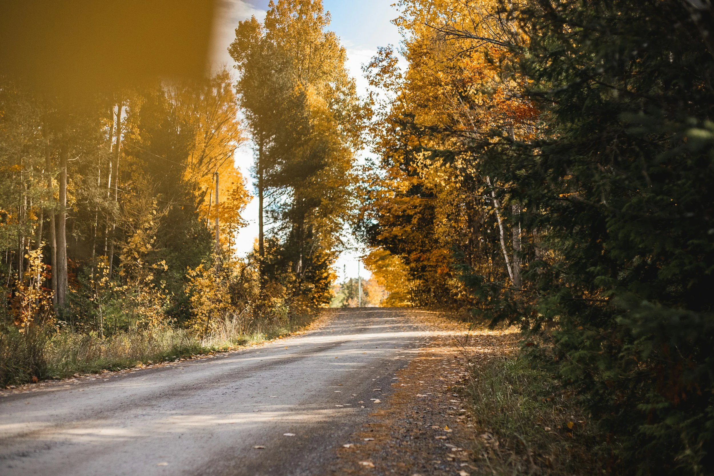 A winding road through autumn foliage in Ontario, representing the journey of selling a business in Canada