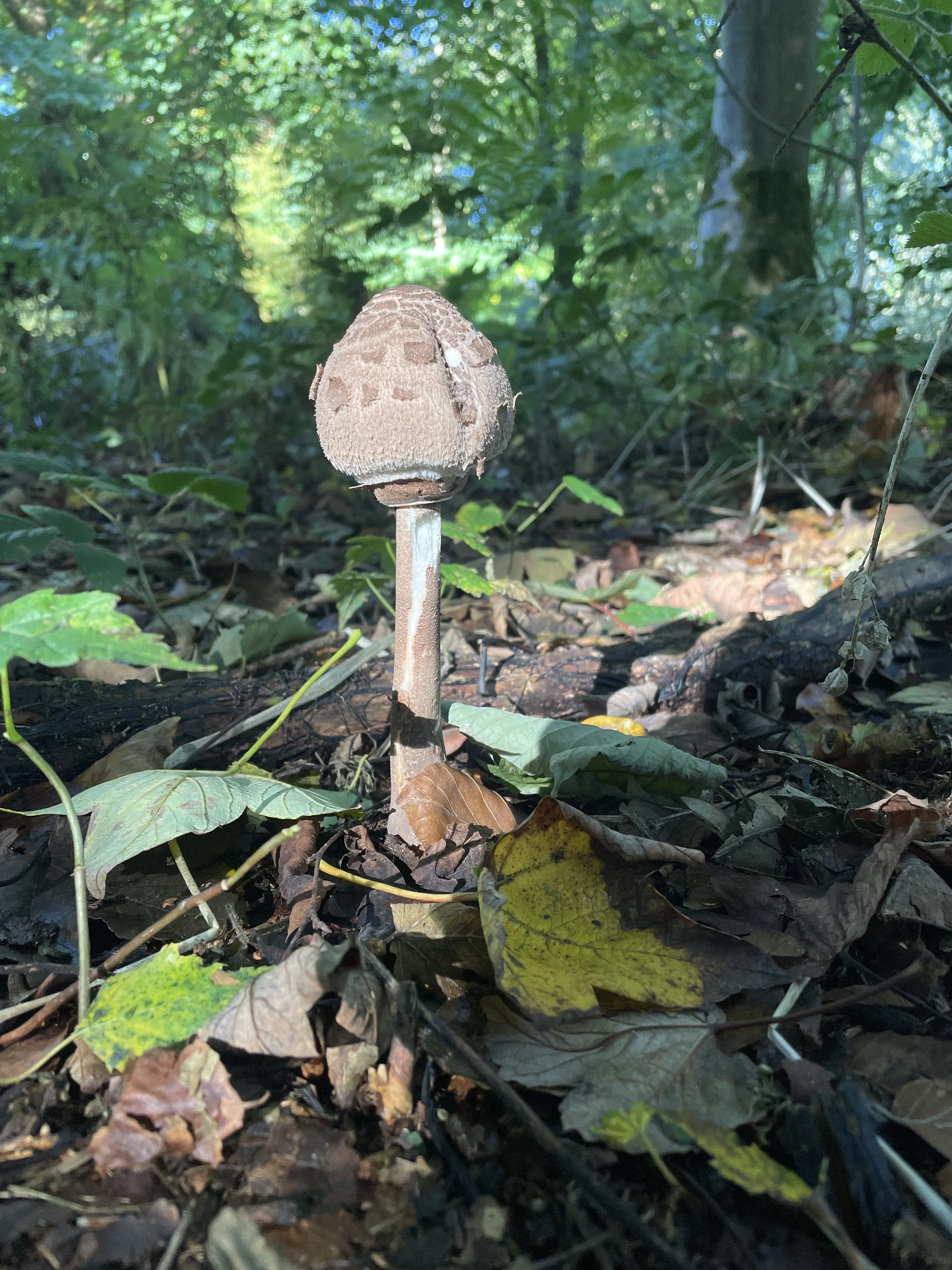 WILTSHIRE WEEK 20-26 October 2025