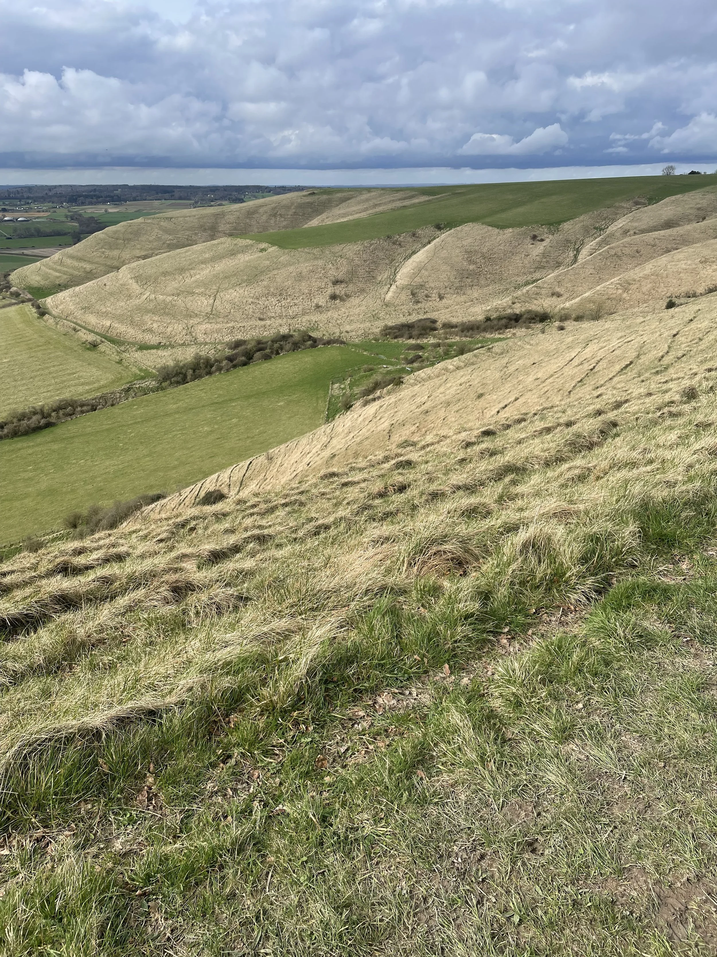 WILTSHIRE WEEK 24-30 Mar 2025