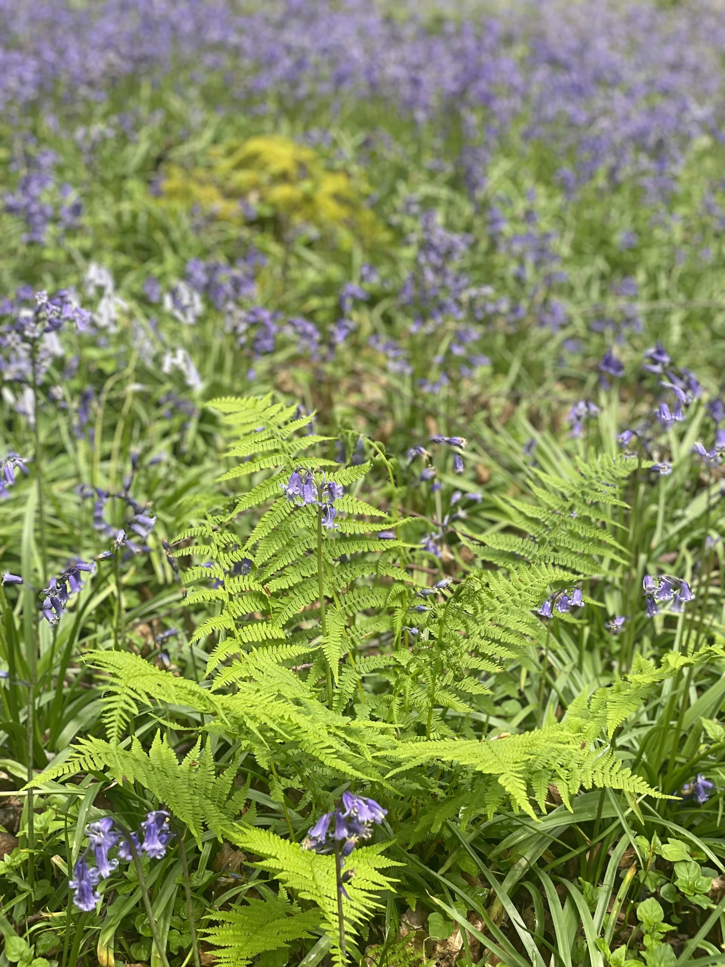 WILTSHIRE WEEK May 2025