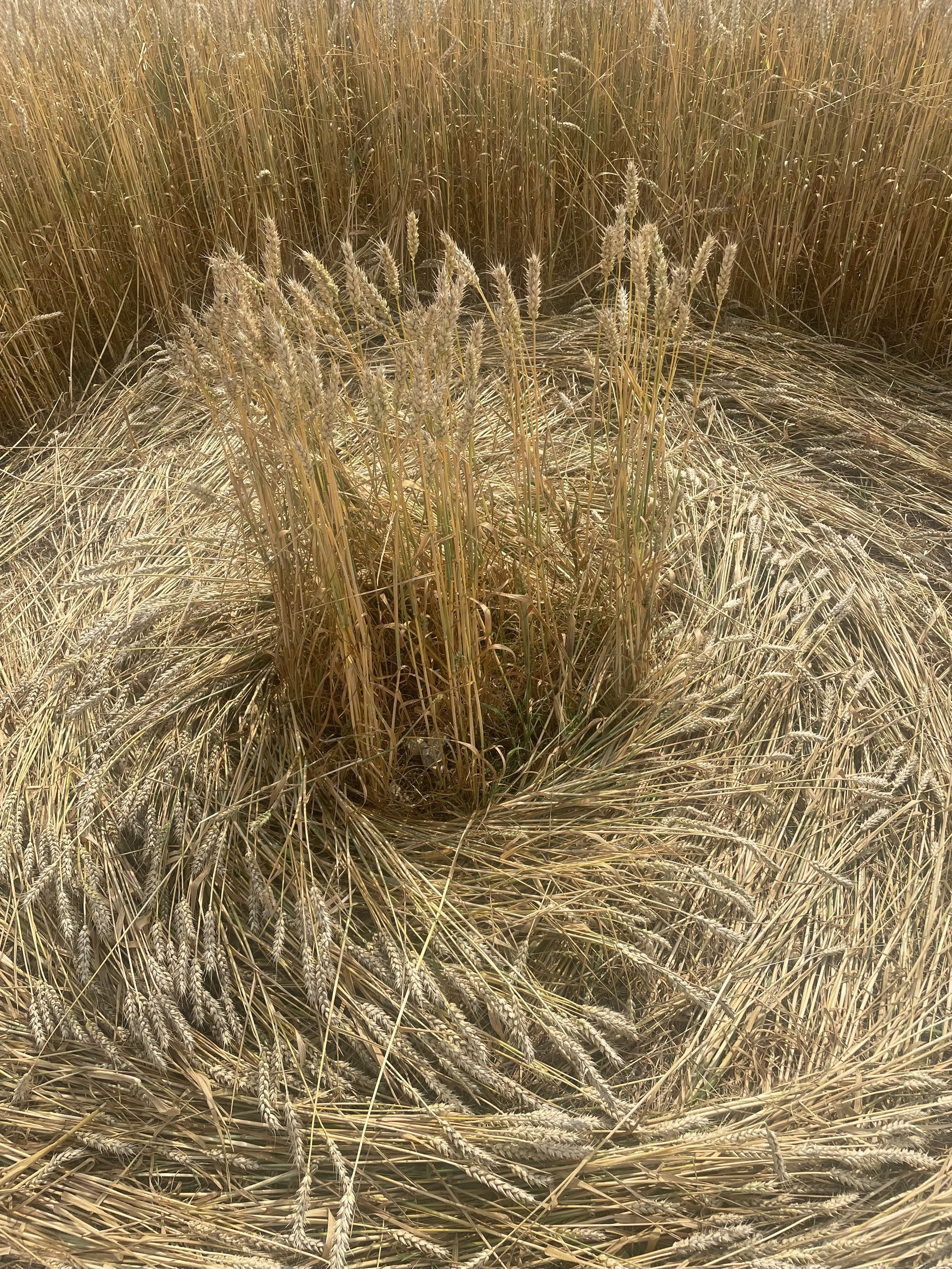 WILTSHIRE WEEK 25-31 August 2025