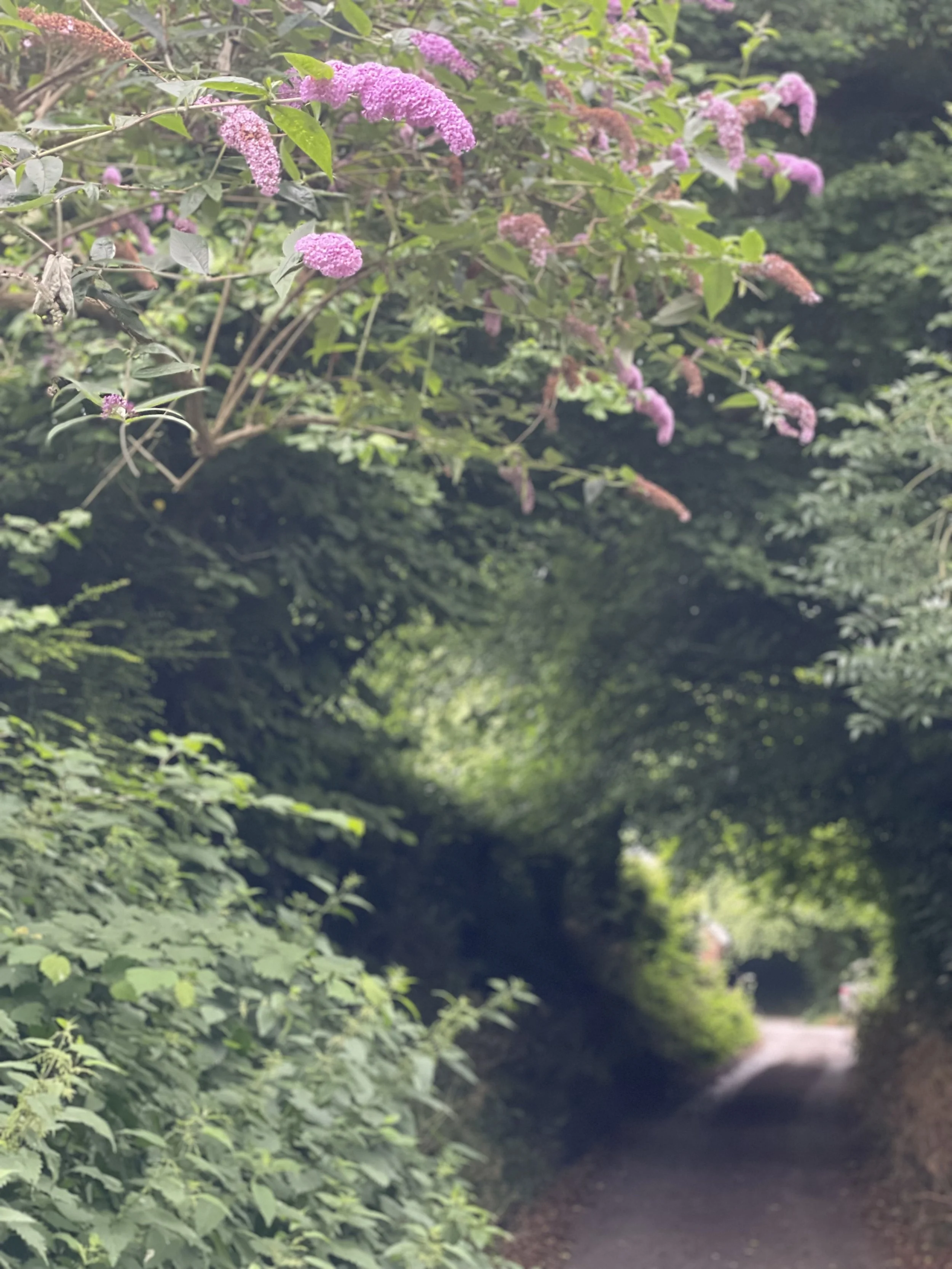 WILTSHIRE WEEK 21-27 July 2025