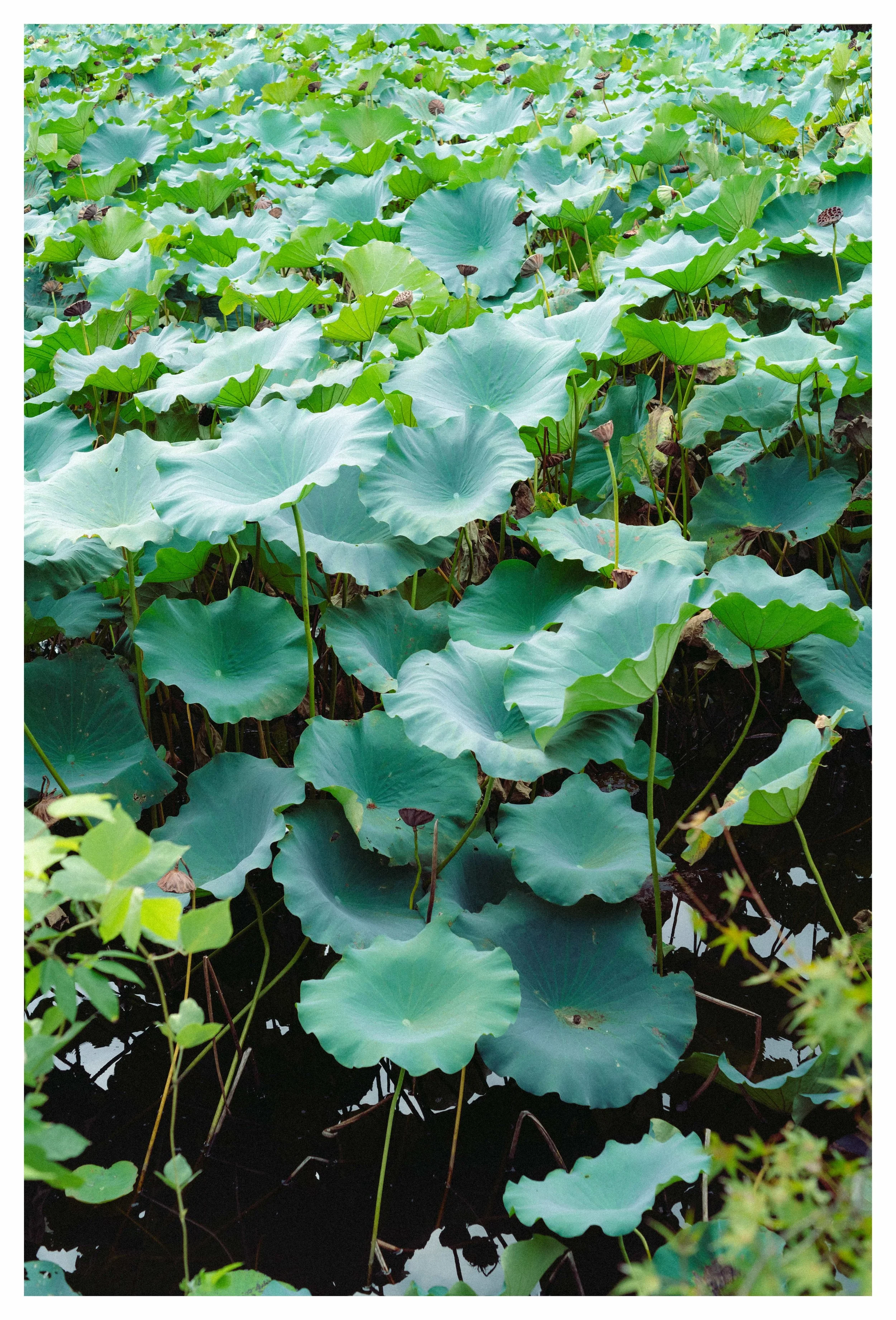 10-3-23 Colored-6 COMP.jpeg