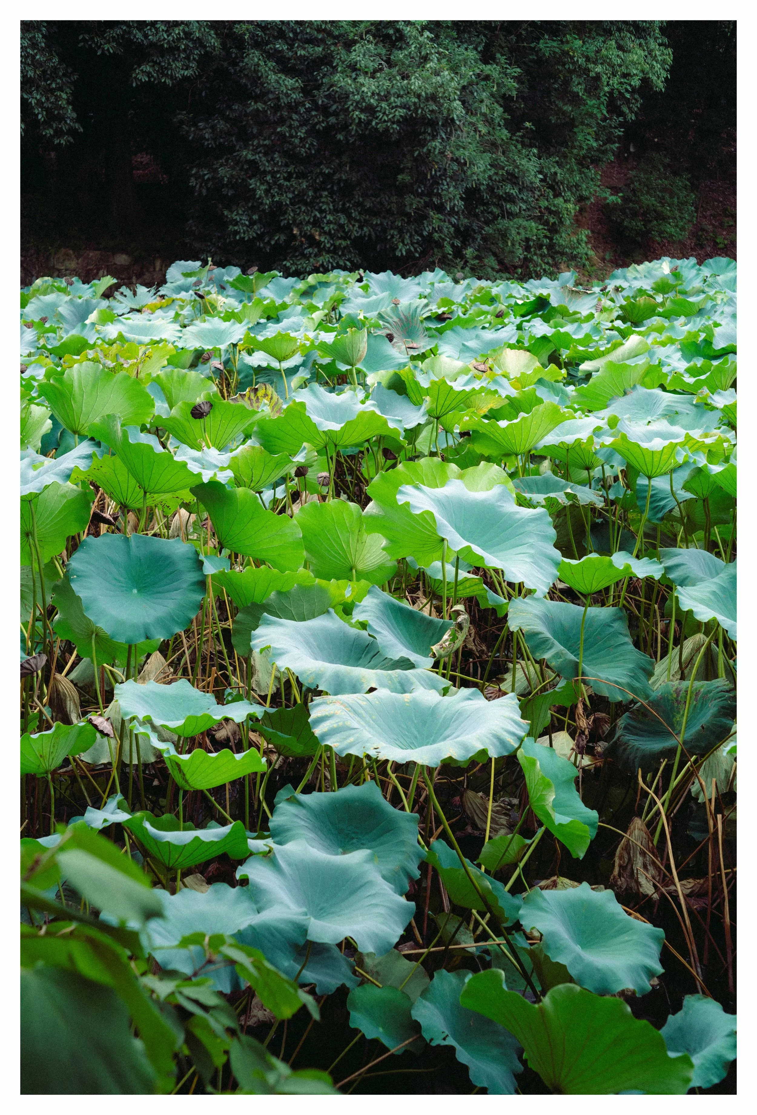 10-3-23 Colored-8 COMP.jpeg