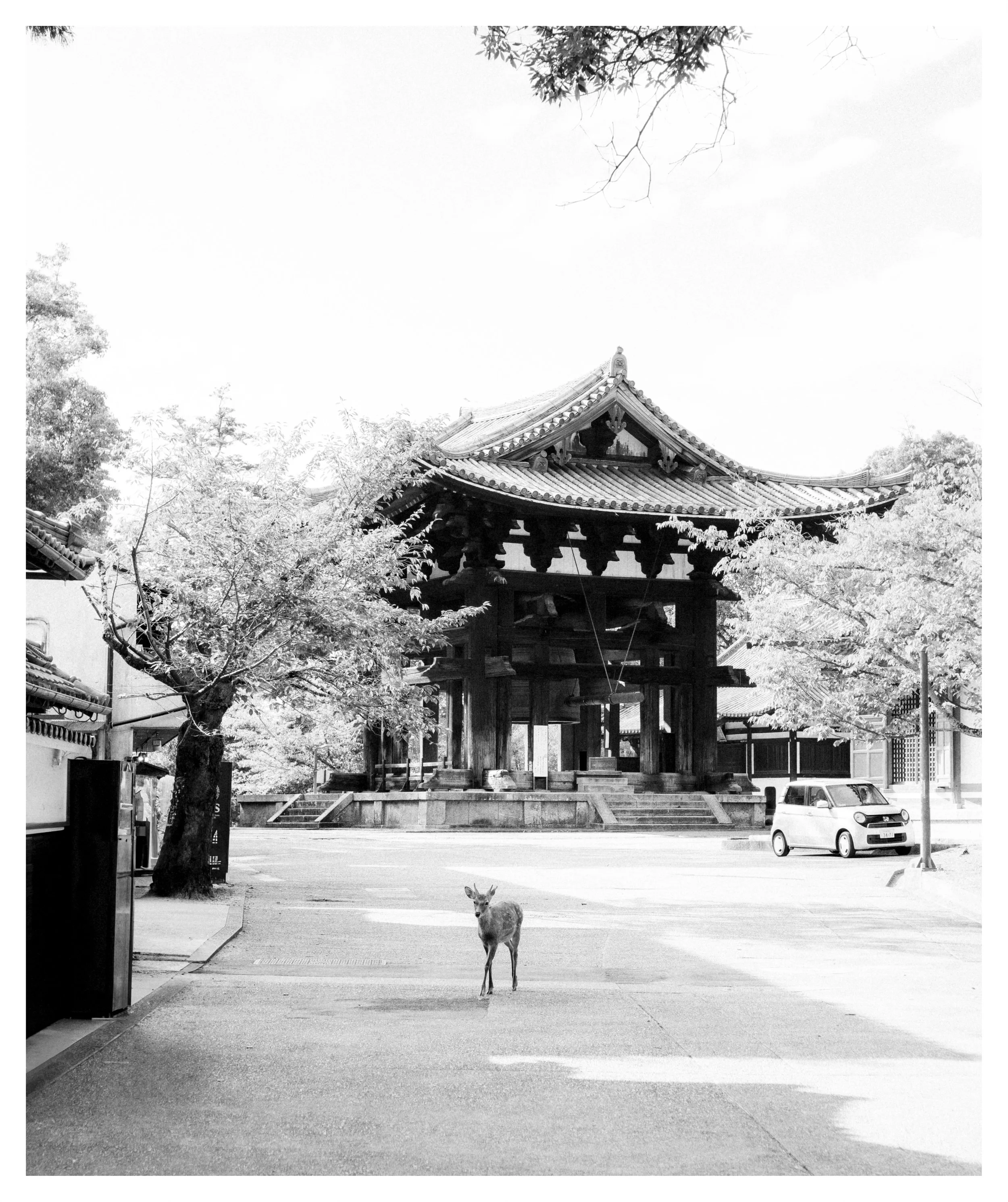 Japan-NARA-092423-Colored-BW-boarder.jpeg