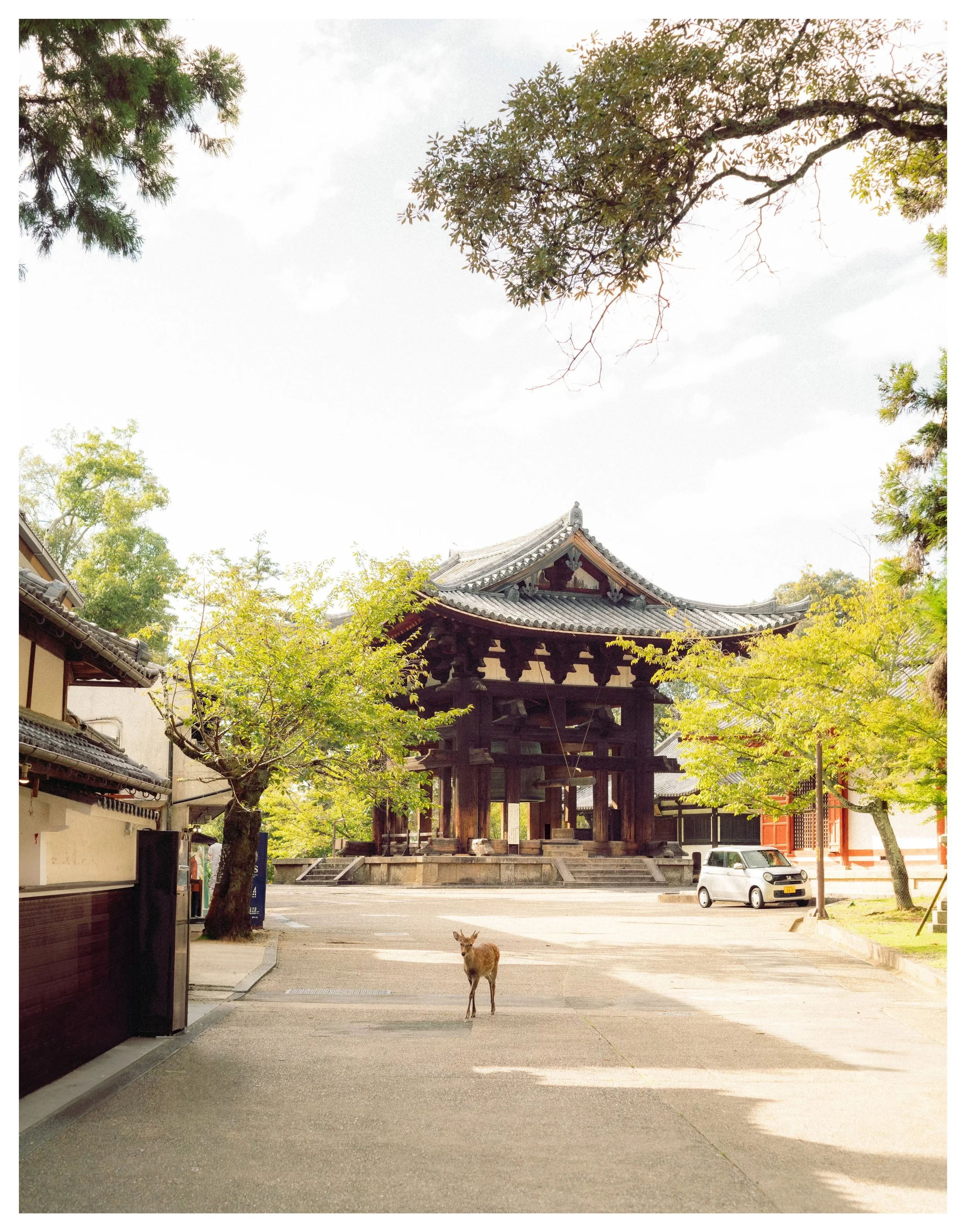 Japan-NARA-092423-Colored-Edited-boarder.jpeg