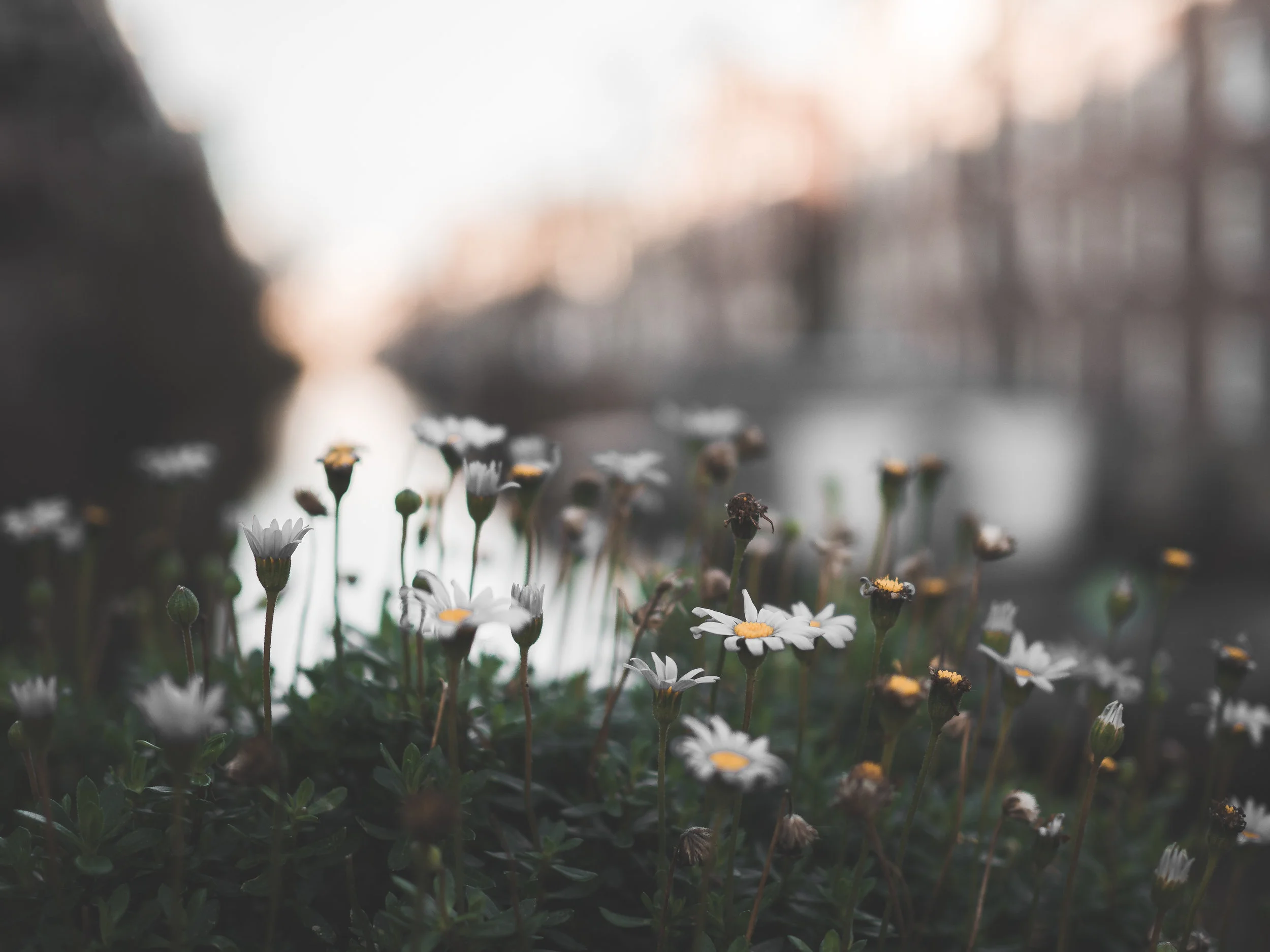 Article - What Did Job Mean When He Said "I Know That My Redeemer Lives"?