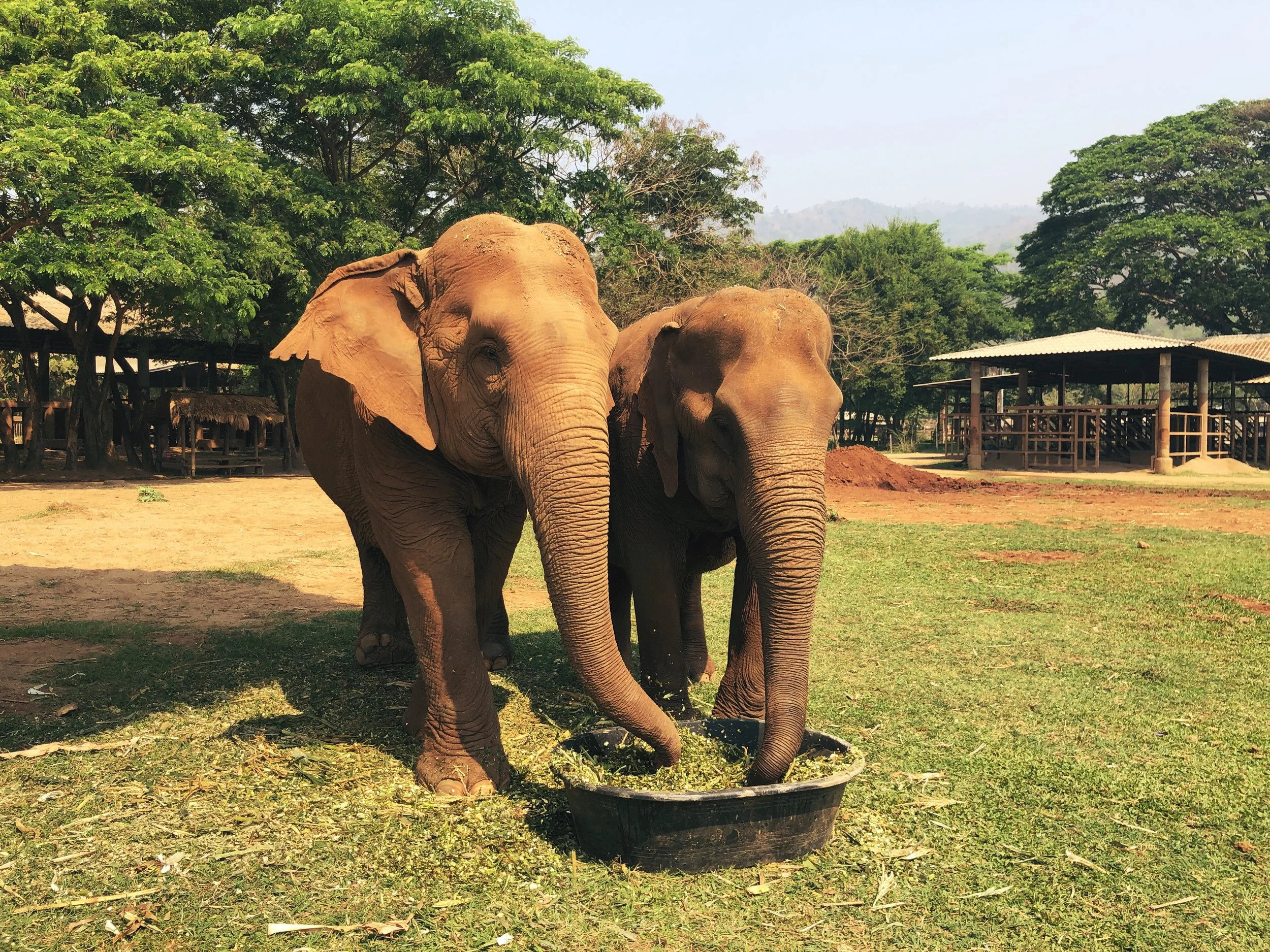 Elephant Sanctuaries in Thailand