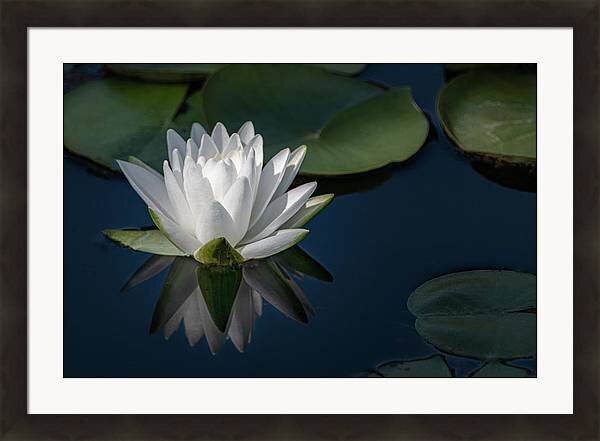 water-lily-reflection-photograph-by-tl-wilson-photography-teresa-wilson.jpg