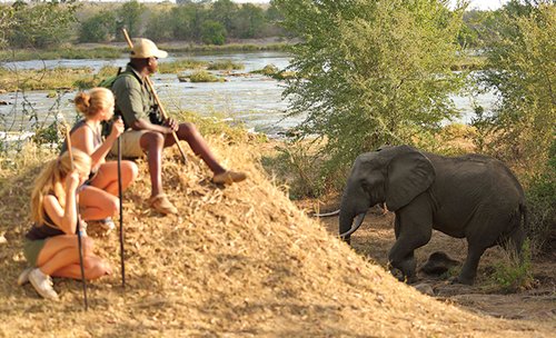 Make Safari Black Owned Again 