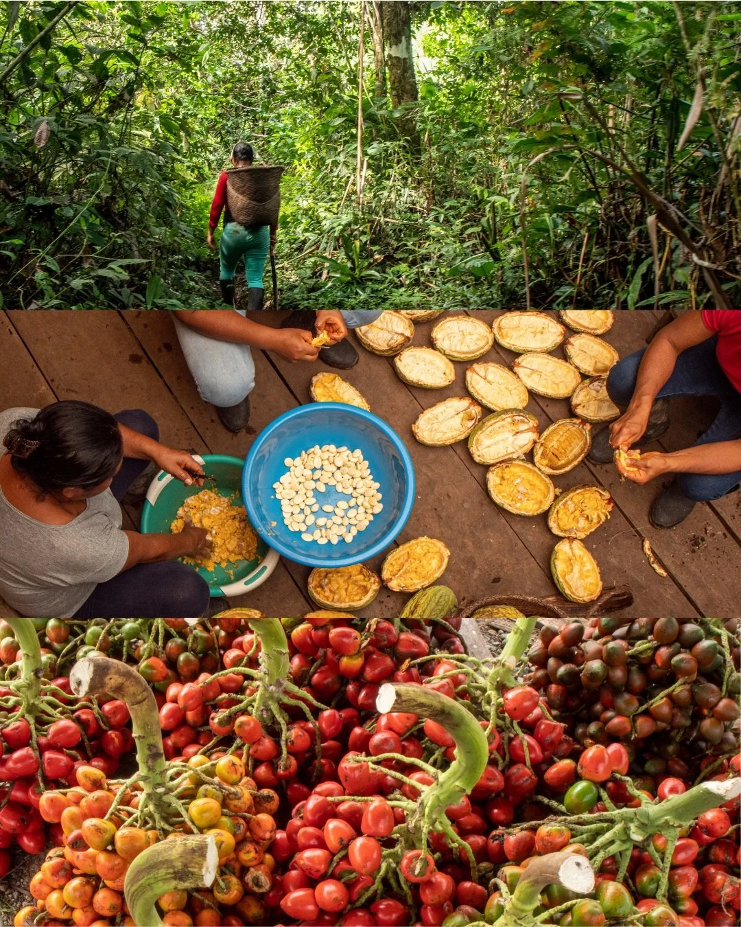&iquest;Qu&eacute; plato guarda tu paisaje? 🍲🌳

En Ecuador, cada receta es un mapa, cada ingrediente una memoria, cada territorio un sabor.

La nueva edici&oacute;n de Revista Chi&uacute; explora los paisajes comestibles: un viaje donde la comida e