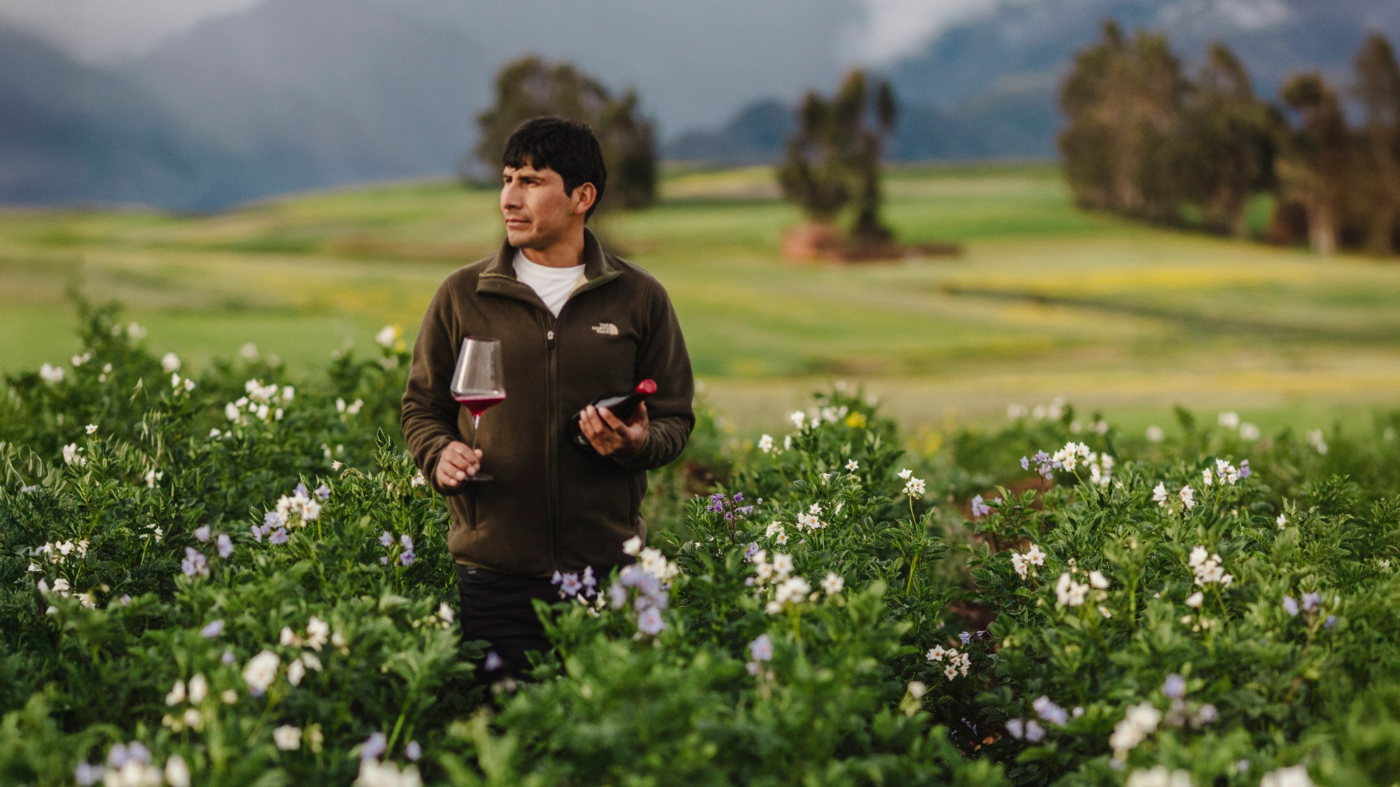 Persona sosteniendo una copa de vino en un campo de tubérculos andinos.