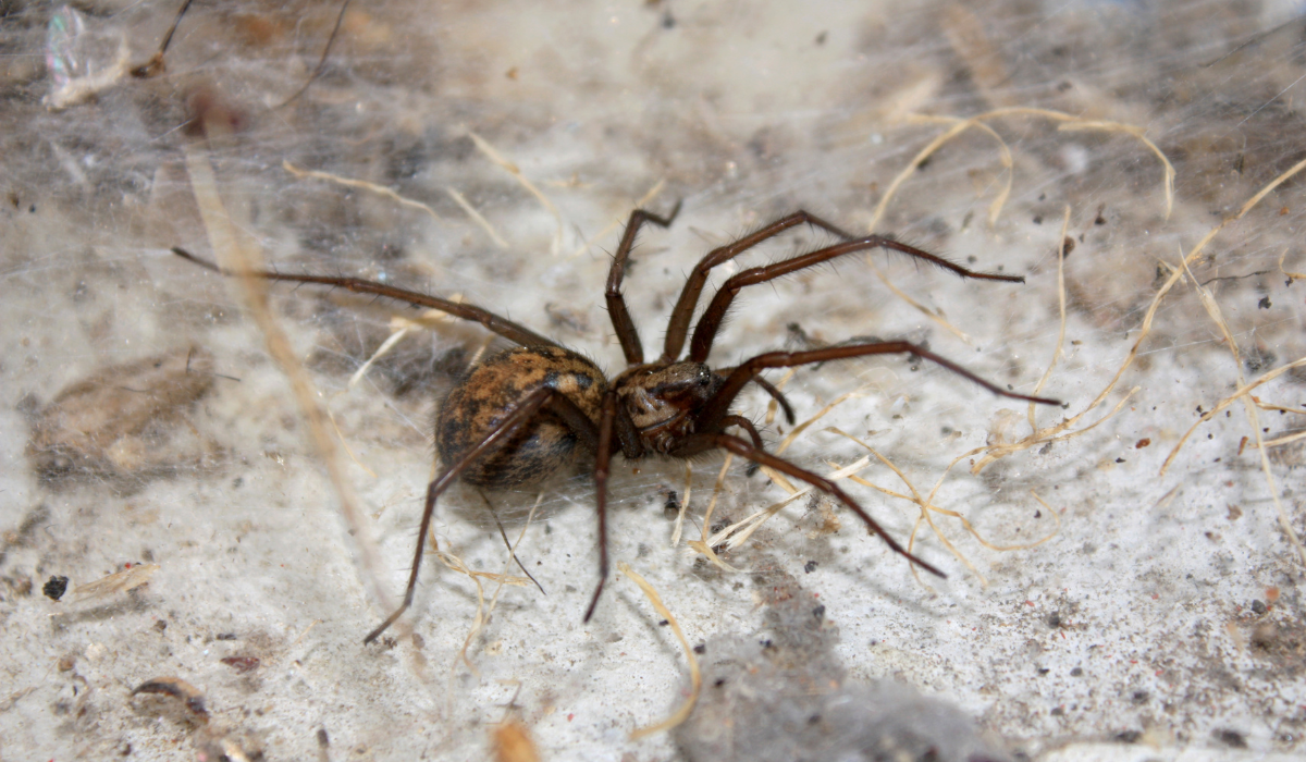 Venomous Spiders in Montana: What to Know — Kodiak Pest & Lawn