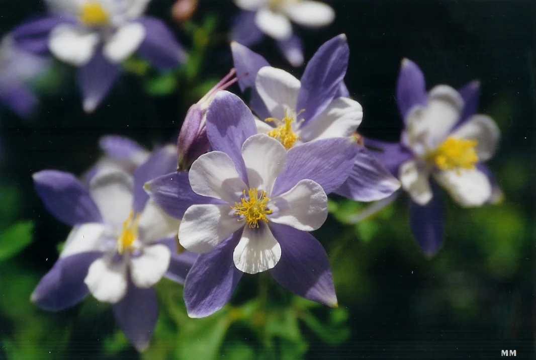 Columbine on the Pass 93+.jpg